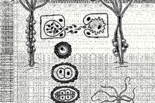 Kraken tor зеркало